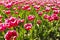 Closeup of red and white flamed tulips in a Dutch tulips field f