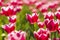 Closeup of red and white flamed tulips in a Dutch tulips field f