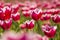 Closeup of red and white flamed tulips in a Dutch tulips field f