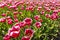 Closeup of red and white flamed tulips in a Dutch tulips field f