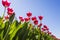 Closeup of red and white flamed tulips in a Dutch tulips field f