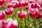 Closeup of red and white flamed tulips in a Dutch tulips field f