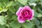 Closeup of red white rose flower in a garden