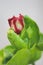 Closeup of red wild rosebud surrounded by leaves