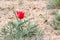Closeup red wild tulip in desert near mount Bogdo.