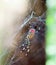 Closeup of the red, yellow and black spider Trichonephila clavata in the spiderweb, also known as Joro spider, member of the