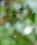 Closeup of the red, yellow and black spider Trichonephila clavata in the spiderweb, also known as Joro spider, member of the