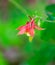 Closeup of a Red and Yellow Columbine Wildflower