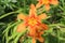 Closeup of red-yellow daylily blossom hemerocallis fulva in german garden in summer