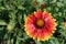 Closeup of red and yellow flower of Gaillardia aristata in May