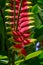 Closeup of a red and yellow Heliconia blooming in a garden, Arusha, Tanzania