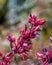 Closeup, Red Yucca stem. Pink and red blossoms, raindrops. Green plants in background.