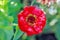 Closeup of a Red Zinnia Flower