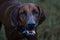 Closeup of a Redbone Coonhound panting while playing at a dog park