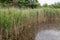 Closeup of reed in pond at Zwin Nature Reserve, Knokke-Heist, Belgium