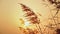 Closeup of reeds in sunlight at sunset. Wind blowing