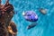 Closeup of a regal blue tang in aquarium environment