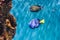 Closeup of a regal blue tang in aquarium environment