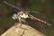 Closeup of Regal Darner Dragonfly