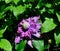 Closeup of Regal Diamantina Clematis.