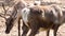 Closeup of a reindeer standing at the water side then walking past another reindeer, tropical animal specie from America