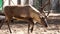 Closeup of a reindeer walking by the camera, tropical animal specie from America