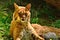 Closeup of a relaxed Bobcat staring intensely