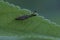 Closeup on a remarkable Mirid bug, Heterotoma planicornis with it\\\'s long antenna