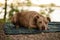 Closeup of a resting American pit bull terrier on a cloth