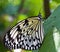 Closeup of resting butterfly