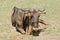 Closeup of a resting solitary Wildebeest