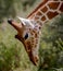 Closeup of reticulated giraffe bending down in Kenya