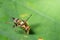 Closeup of Rhagoletis cerasi, the cherry fruit fly.