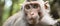 Closeup of a Rhesus macaque primate with fawn fur looking at the camera