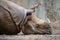 Closeup of a rhino lying down outdoors during daylight