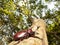 Closeup Rhinoceros beetle, Rhino beetle, Hercules beetle, Unicorn beetle