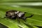 Closeup Rhinoceros beetle, Rhino beetle, Hercules beetle, Unicorn beetle