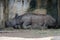 Closeup of the rhinoceros resting under the shadow.