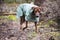 Closeup of a Rhodesian Ridgeback with a dress in the forest
