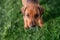 Closeup of a Rhodesian Ridgeback puppy standing on the green grass