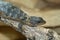Closeup on the Rhodesian or Zimbabwean girdled lizard ,  Cordylus rhodesianus