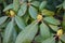 Closeup of Rhododendron buds in winter