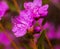 Closeup Rhododendron dauricum flowers. Spring blossoming