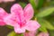 Closeup of rhododendron flower showing pistil and staminas