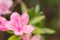 Closeup of rhododendron flower showing pistil and staminas