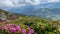 Closeup of rhododendron pink flowers on mountain peak