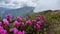 Closeup of rhododendron pink flowers on mountain peak