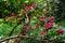 Closeup of a Rhododendron plant with pink flowers blooming in the woods