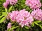 Closeup of Rhododendrons Dark Pink Flowers Amongst Green Leaves