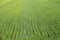 Closeup rice fields, young growing rice background